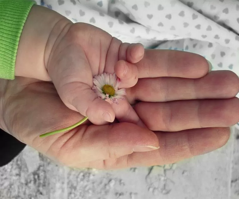 A child's hand holding a flower in the palm of a mothers hand
