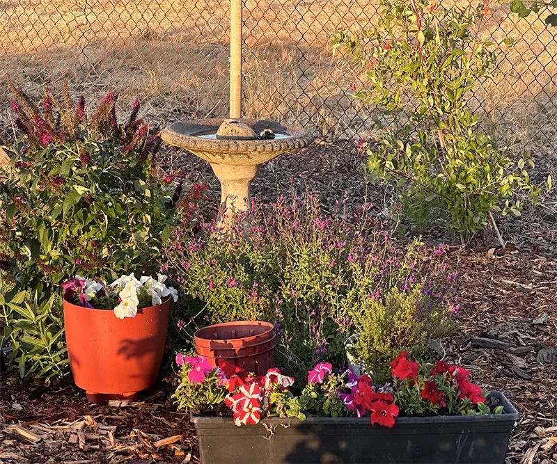 Flowers and a bird bath