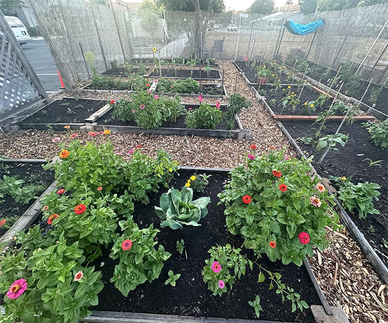 Garden area with vegetables and flowers at Bibett
